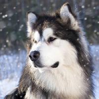 Pixwords Bildet med ulv, hund, dyr, vill Lilun - Dreamstime