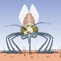 Pixwords Bildet med mygg, dyr, hår, fluer, familie, infeksjon, malaria Dedmazay - Dreamstime