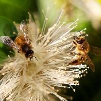 Pixwords Bildet med bier, natur, bie, polen, blomst Sheryl Caston - Dreamstime