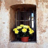 blomster, blomst, vindu, gul, vegg Elifranssens