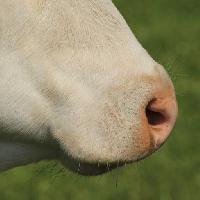nese, dyr Marie Sprunger (Mariephotos)