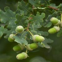 Pixwords Bildet med frukt, tre, trær, blader, grønn, hage Tomo Jesenicnik - Dreamstime