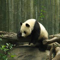 Pixwords Bildet med panda, bjørn, liten, svart, hvit, tre, skog Nathalie Speliers Ufermann - Dreamstime