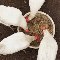 Pixwords Bildet med kyllinger, spise, mat, skål, hvit, korn, hvete Alexei Poselenov - Dreamstime