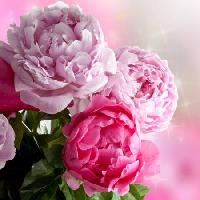 Pixwords Bildet med blomst, blomster, hage, rose Piccia Neri - Dreamstime