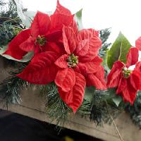 julestjerner, blomst, rød, hage, planter, christmas Jose Gil - Dreamstime