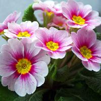Pixwords Bildet med blomster, blomst, rosa, hvit, natur Taina Sohlman (Taina10)
