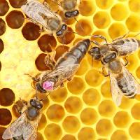 bier, bikube, dyr, insekter, insekter, dyr, honning Rtbilder