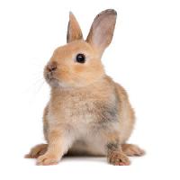 Pixwords Bildet med bunny, kanin, ører, dyr Isselee - Dreamstime