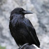 Pixwords Bildet med fugl, svart, peak Matthew Ragen - Dreamstime