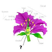 Pixwords Bildet med anlegg, tegning, stamen, petal, filament, ovule Snapgalleria