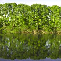 Pixwords Bildet med tre, trær, vann, grønn innsjø, Vadim Yerofeyev - Dreamstime