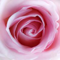 Pixwords Bildet med blomst, rosa Misterlez - Dreamstime
