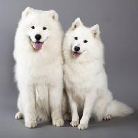 Pixwords Bildet med hund, dyr, hvit Lilun - Dreamstime
