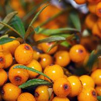Pixwords Bildet med frukt, gul, oransje, frukt, grønt dgstudio