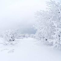 Pixwords Bildet med vinter, hvit, treet Kutt Niinepuu - Dreamstime
