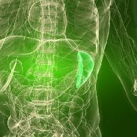 Pixwords Bildet med organ, menneske, menneske Sebastian Kaulitzki - Dreamstime