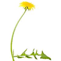 Pixwords Bildet med blomst, blomster, løvetann, grønn, blad, gul Chesterf