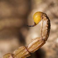 Pixwords Bildet med skorpion, dyr, insekt Mauro Rodrigues (Membio)