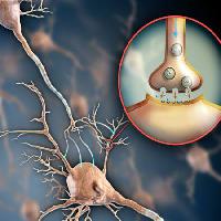 Pixwords Bildet med bein, anathomy, medisinsk, zoom, mikroskop, celle, nevron, kropp, tilkobling Andreus - Dreamstime