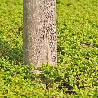 Pixwords Bildet med treet, grønt, gress, blader, høy, natur Vlarub - Dreamstime