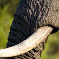 Pixwords Bildet med elefant, bagasjerommet, dyr Villiers Steyn (Villiers)
