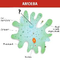 Pixwords Bildet med amøbe, nucleus, mat, celle, cellular Designua