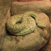 Pixwords Bildet med slange, dyr, vill, stein, steiner John Lepinski (Acronym)
