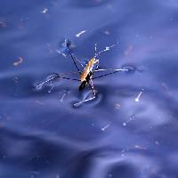 Pixwords Bildet med bug, insekt, vann, flyte, blå Sergey Yakovlev (Basel101658)