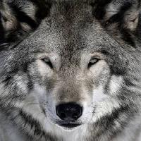 Pixwords Bildet med ulv, dyr, vill, hund Alain - Dreamstime