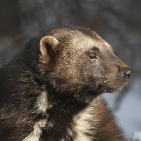 Pixwords Bildet med dyr, bjørn, vill, dyreliv, pels Moose Henderson - Dreamstime